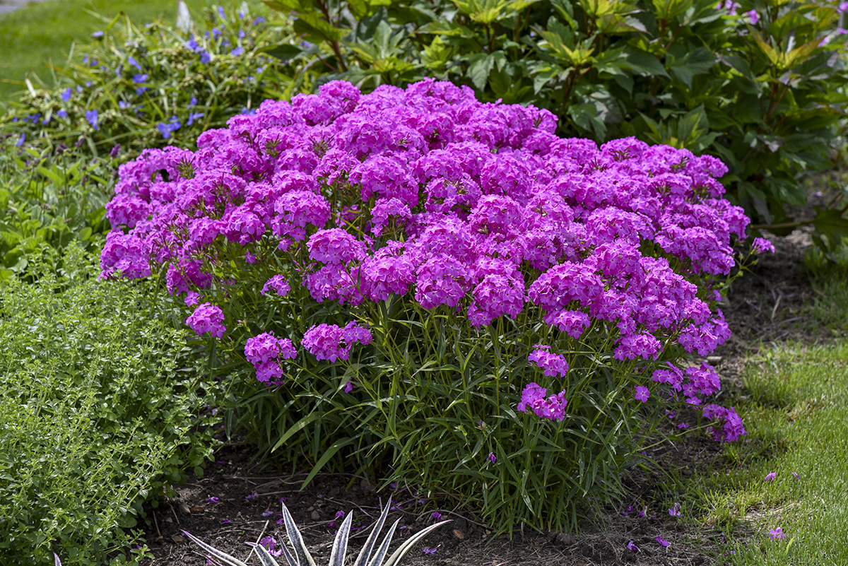 Phlox